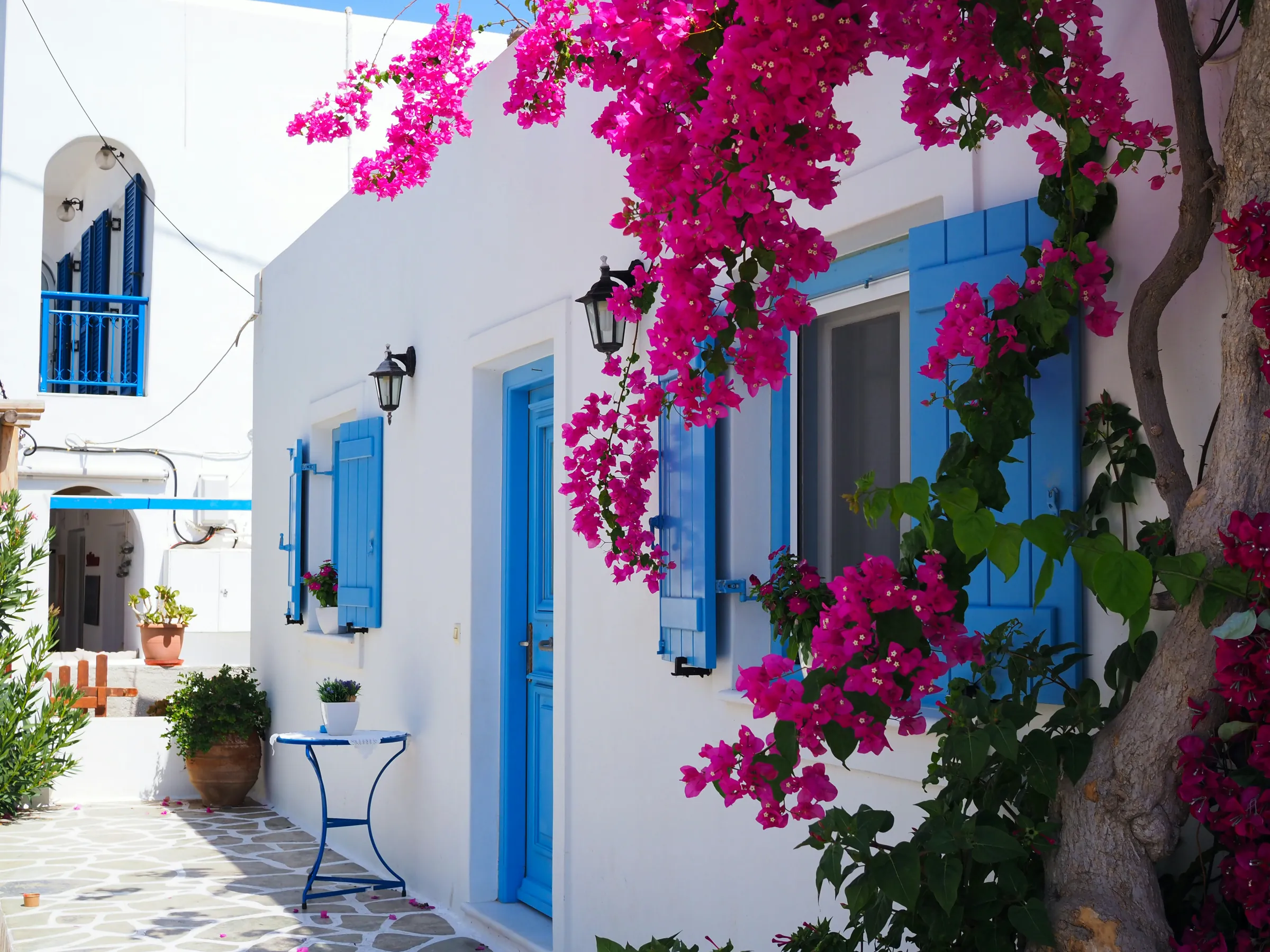 Bougainvillea over a blue door
